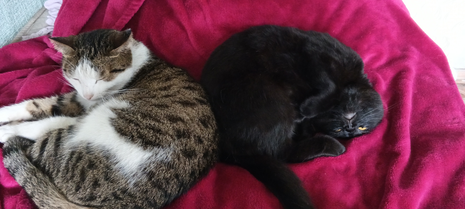 Коты
