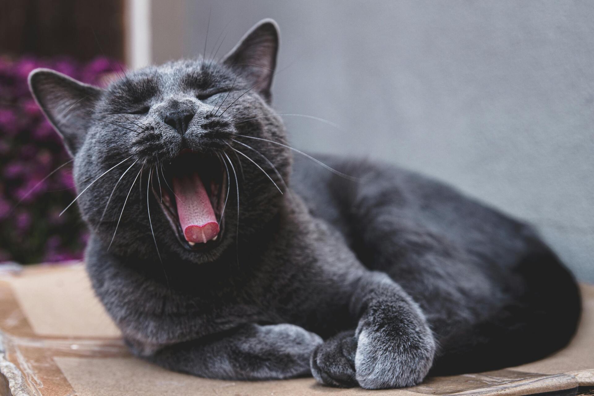 Ленивый зевающий кот