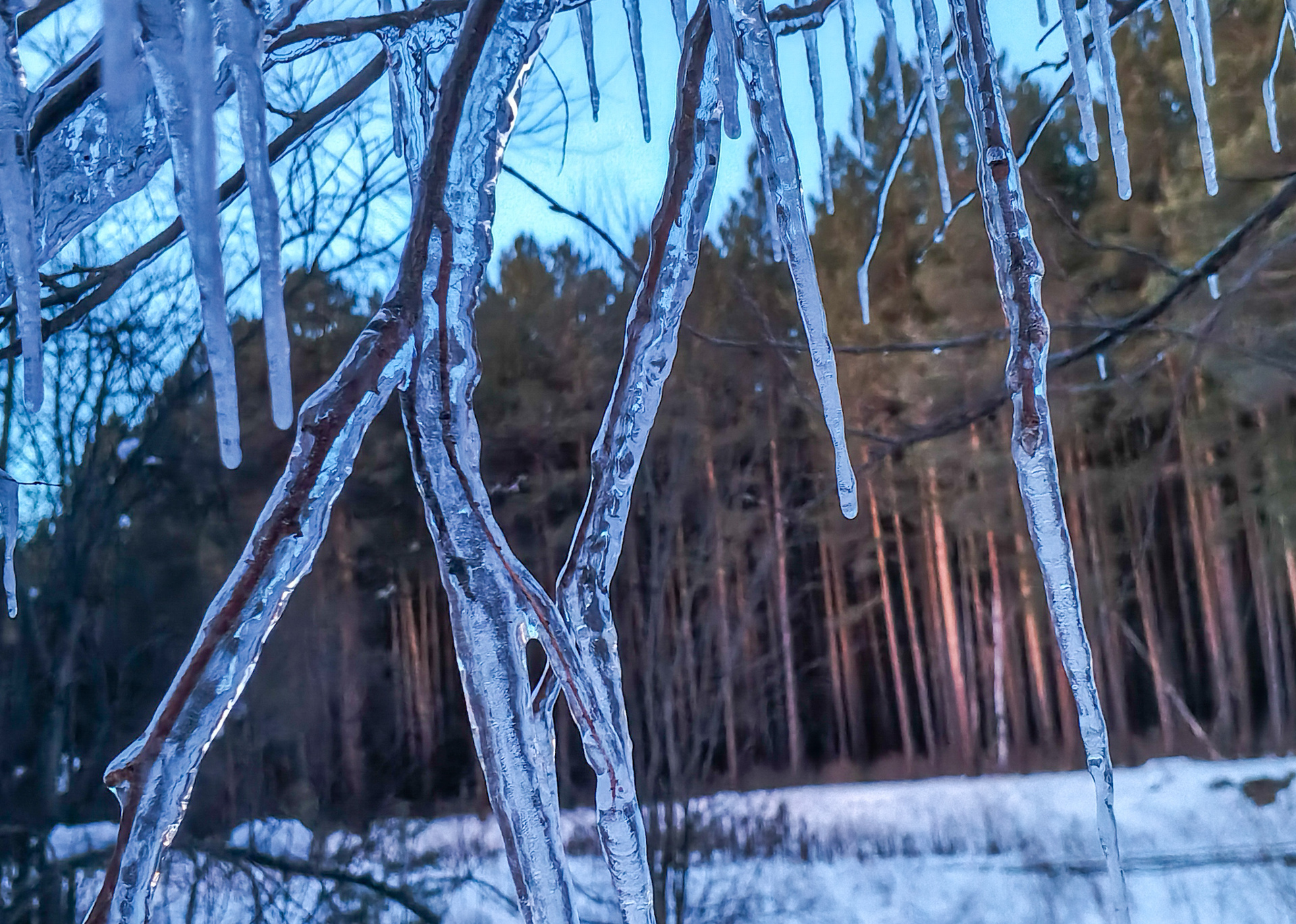 Дерево клонится вниз под тяжестью сосулек