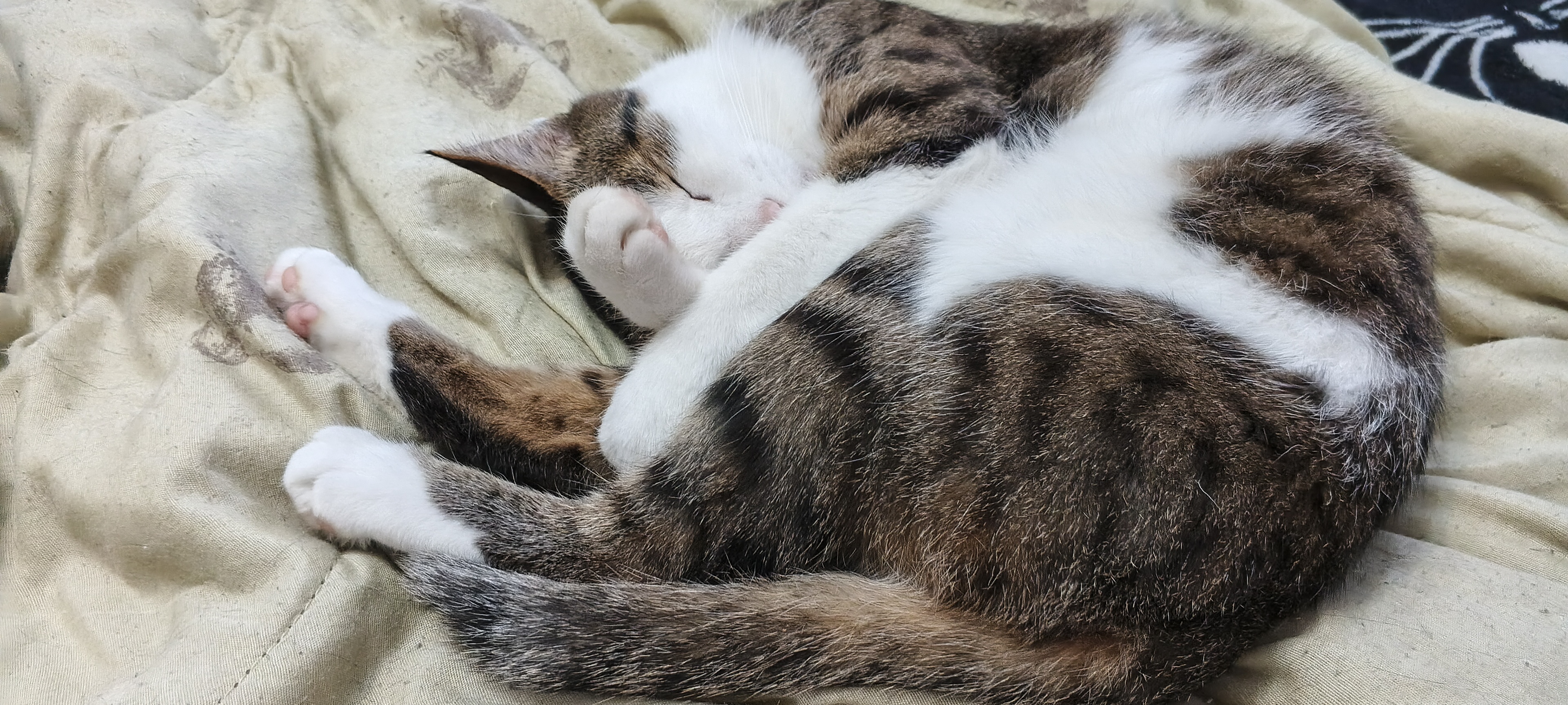 Кот спит свернувшись калачиком